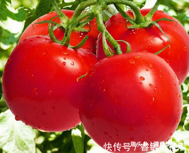 西红柿打没打“激素”怎么辨？农民教你“2看1称”，挑出好番茄