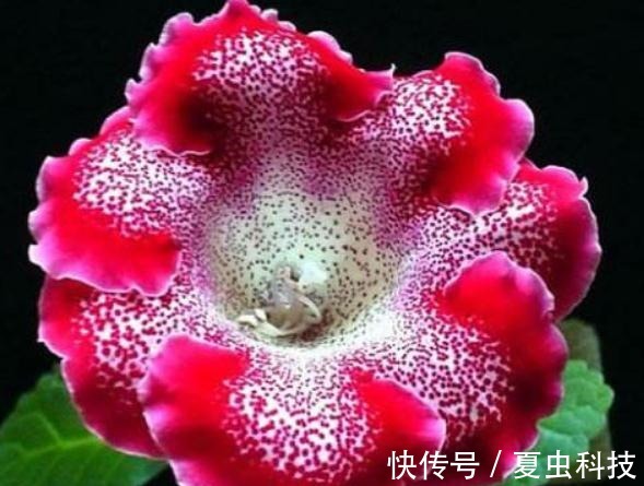 紫丹|春养“一种”大岩桐,美过“牡丹”,给水就呼呼长,没光也开花