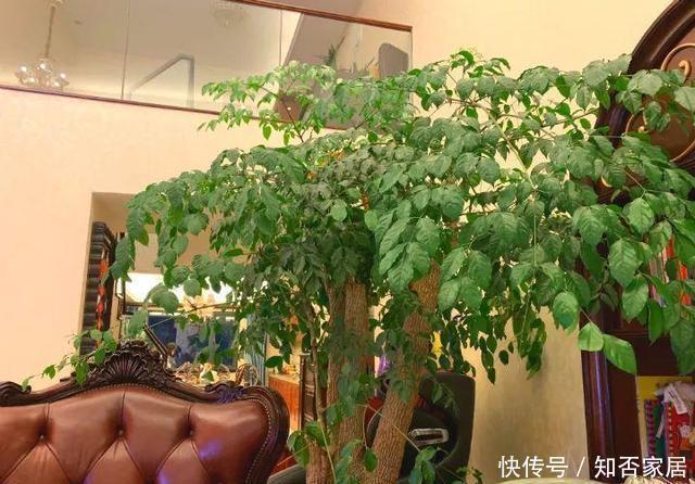 适合客厅养的4种大型花，个个寓意好，养好家人身体健康