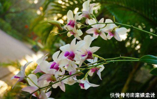 适合阳台养的4种花，周年开花，花多易爆盆