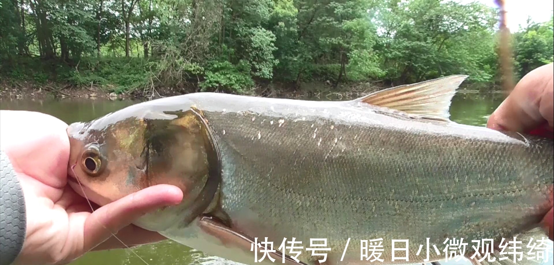 海竿|手竿钓鲢鳙，抓口不准总是跑鱼？记住这几句话能钓得手软！