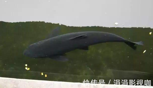 鲤鱼|看鱼星辨别鱼种，每一位钓鱼人进阶必学技能