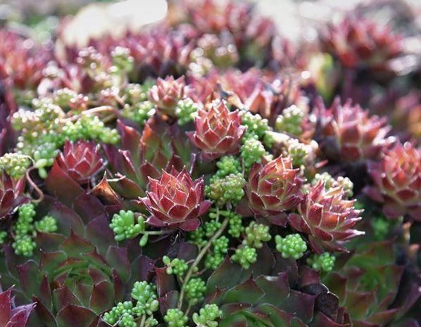 1种多肉“超耐冻”，下雪天才是高颜值，零下20°C冻不死