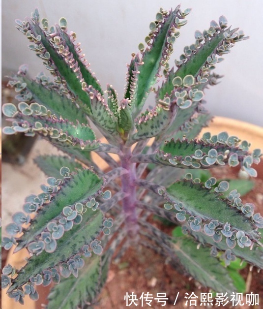 几种花最适合懒人养,勤快人养不过三个月就死!