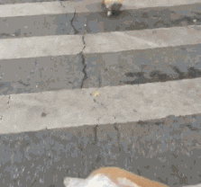 |搞笑GIF:第一次见发传单还能这么诚恳的,不接受都不忍心啊!