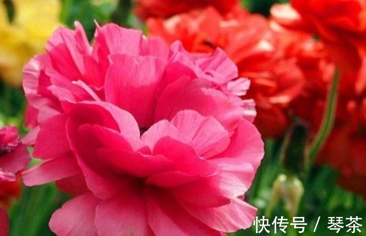 养花就养这几款,花开繁盛花香怡人,花朵粉嫩丰腴,绚丽夺目