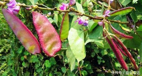 心脑血管|天冷了,要常食此菜,健脾养胃,保护心脑血管,给身体来个大扫除