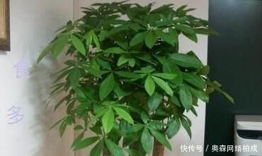 花友们|文竹、发财树,用这“水”养一养,一窜2米高,再也不黄叶!