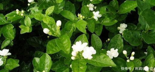 4种花漂亮又好养,比牡丹好看,花朵美轮美奂,让人羡慕