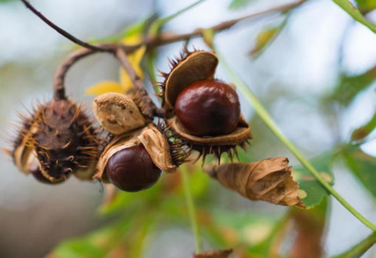  门前|古语说“门前有三树，家兴富三世”，是哪三种树？古人的美好寓意