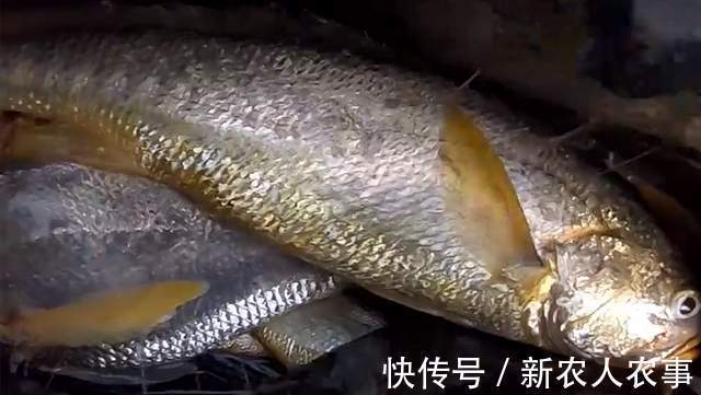 浙江4名男子驾船3小时去海钓,收获了17条大黄鱼,总价值4.4万元