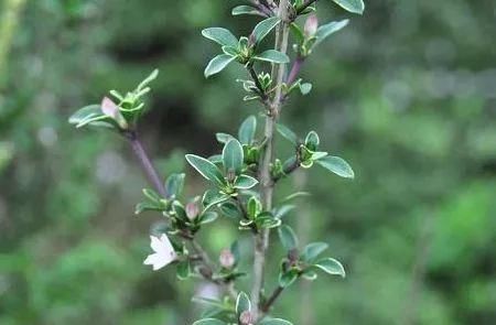 农村人称“白马骨”的野草,全身是宝,对风湿有良效,被广泛种植