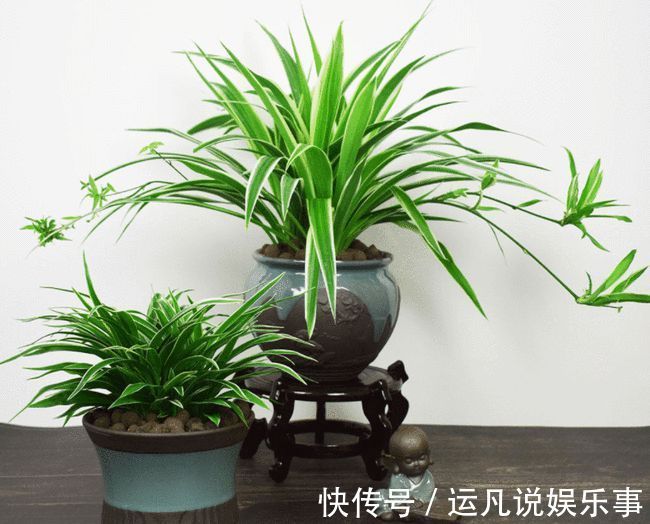 10种健康花,适合养客厅,吉祥有品味,关键个个都是净化高手