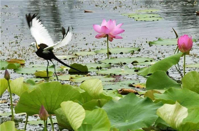 又到荷花盛开时，“精灵”再临异龙湖|美景 | 再临异龙湖