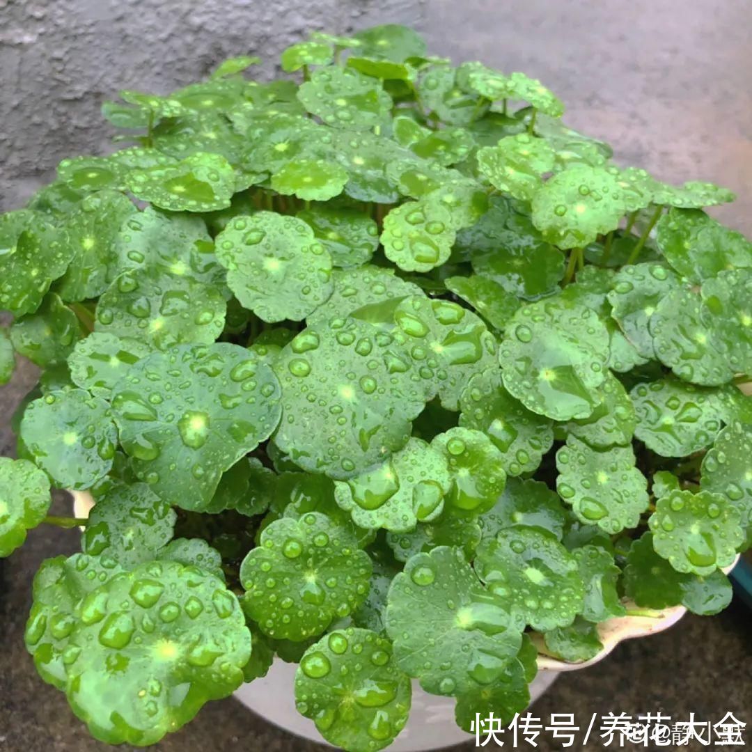 半死不活的花，扔水里，突然长疯了