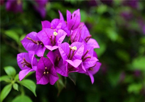 三角梅一直不开花教你养护的3个妙招,花开美丽轻松爆盆