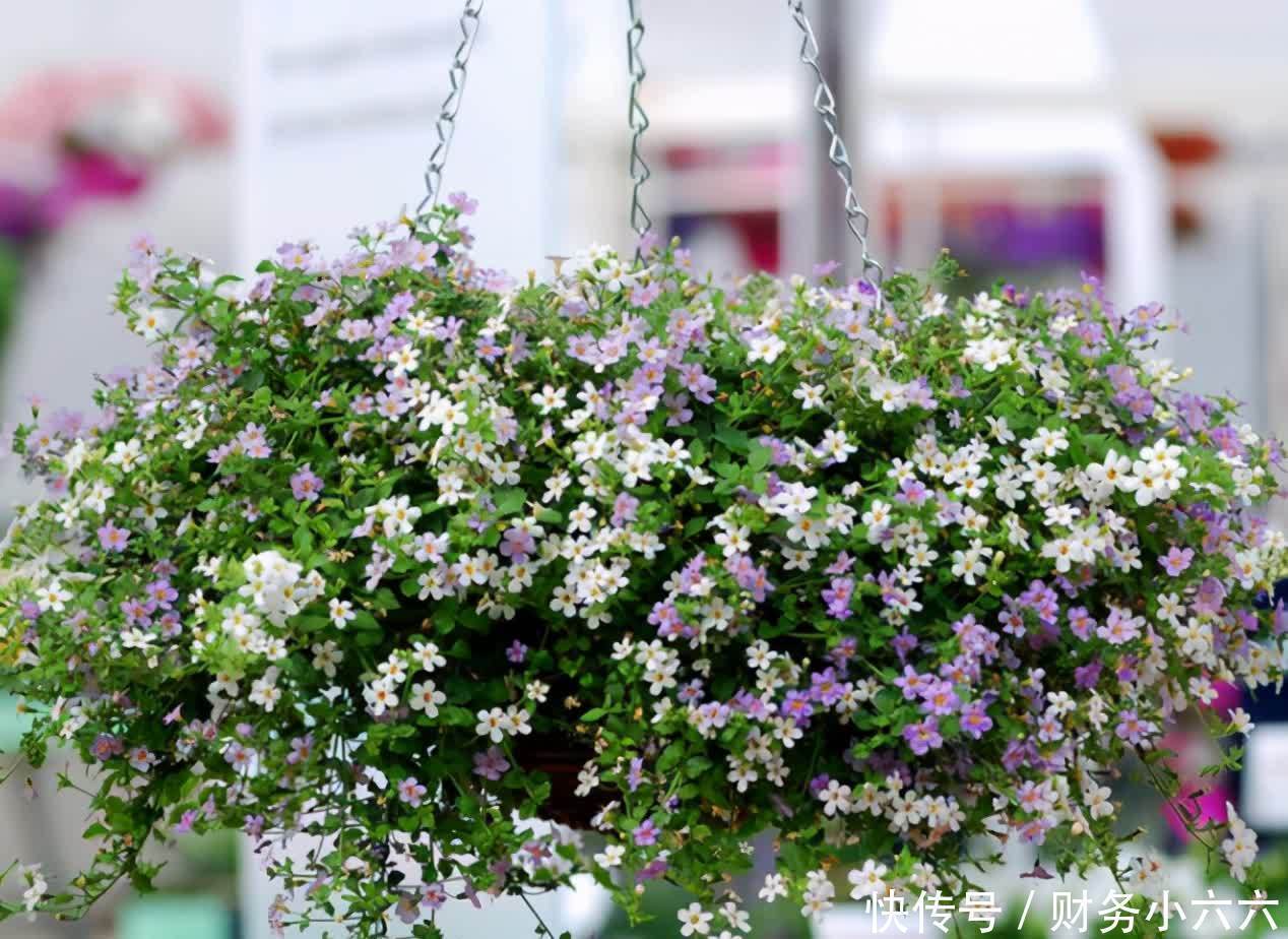 五种“垂吊花”,价格便宜花期长,吊盆养开花最美