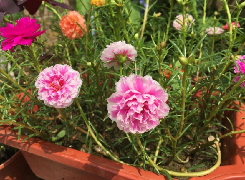 类型|天热养什么植物合适栽种这3款，不用怎么管就能安全度夏