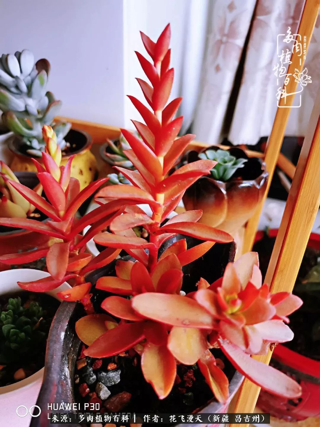 对多肉是发自内心的喜欢，心甘情愿被它们俘虏！