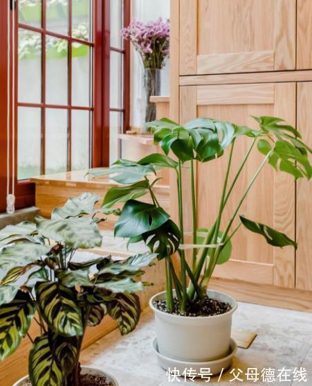 新手养龟背竹有“3忌”,及时避开长势旺,叶片油绿有光泽