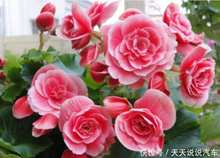 养花就养个花期长的,花大色艳,花开媲美玫瑰,花朵姿态万千,美