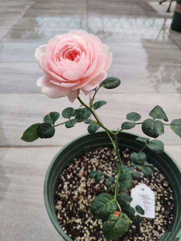 喜欢菊花,就养盆“菊中珍品”大光明,端庄秀丽,国色天香!