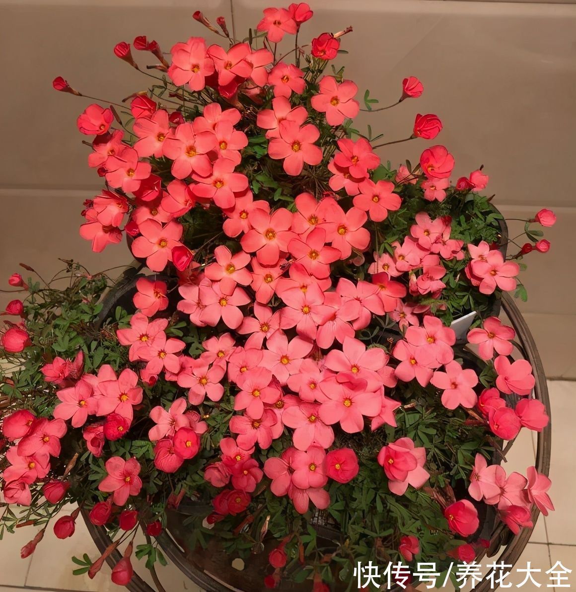 半个月|半个月没太阳,给花开浴霸补光,竟然开了300朵