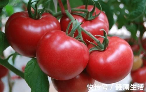 食物|冰箱里打死都“不能放”的食物,很多人还不清楚