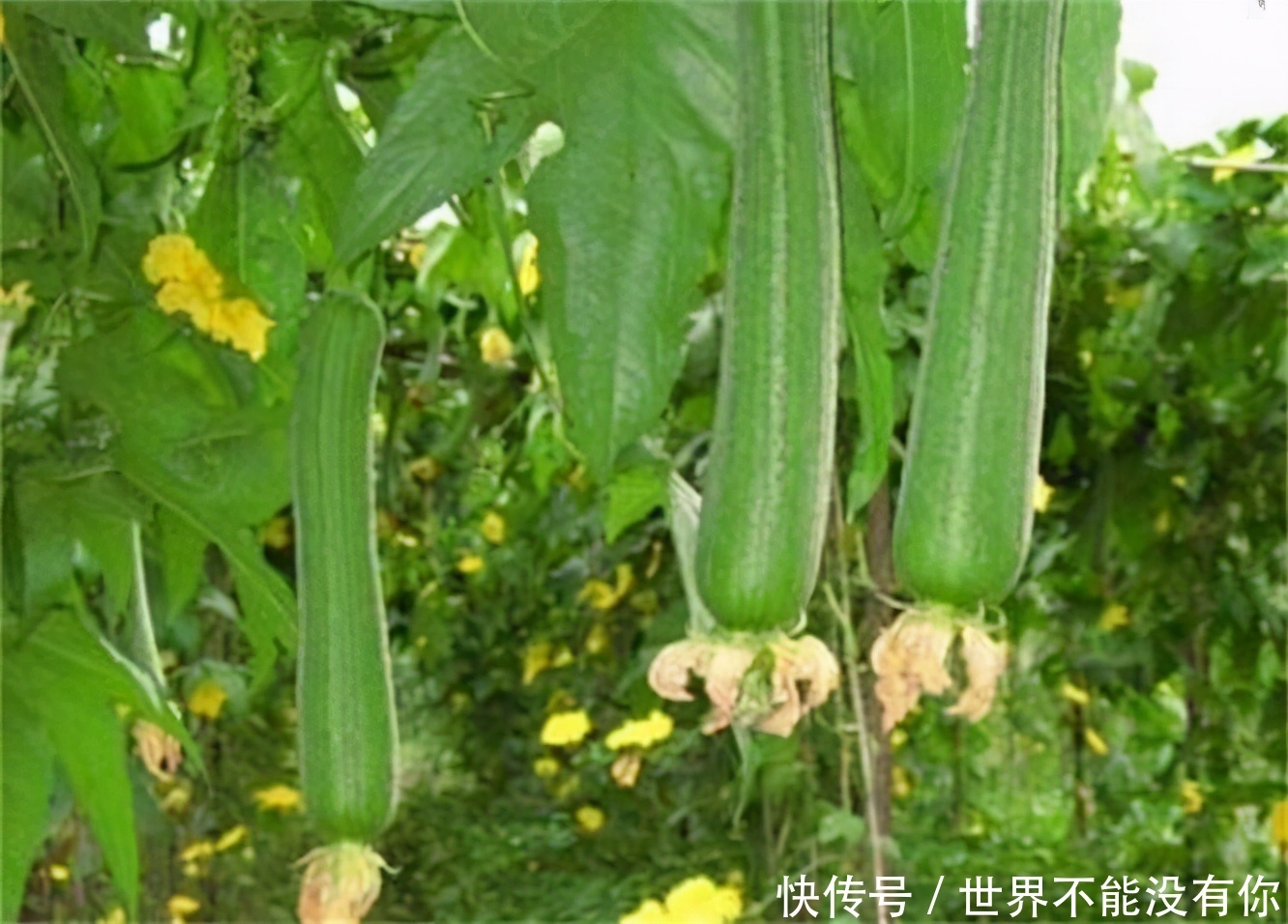 人到中年,离不开3种食物,营养丰富,滋补身体,清热解毒