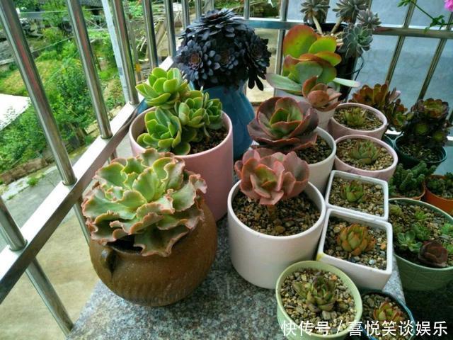  几十个高价花盆，被扔在垃圾桶旁，捡还是不捡？