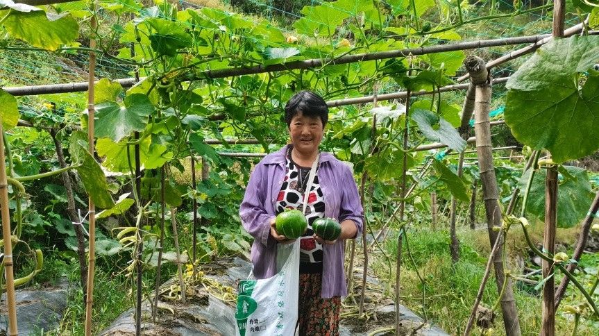 南瓜|粉糯香甜的南瓜“新秀”！龙泉市城北乡的贝贝南瓜喜丰收~