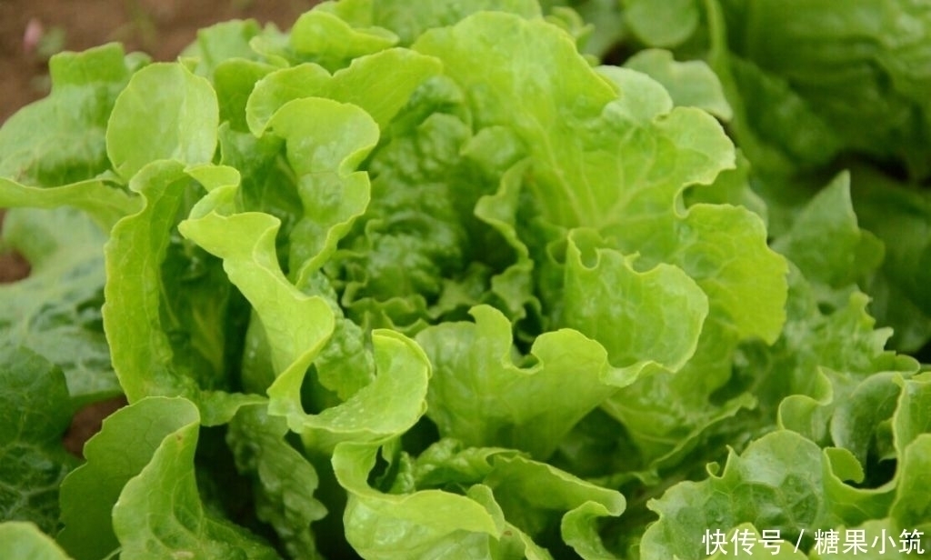 吃生菜好处多多,但切莫与一物同食,还是早点