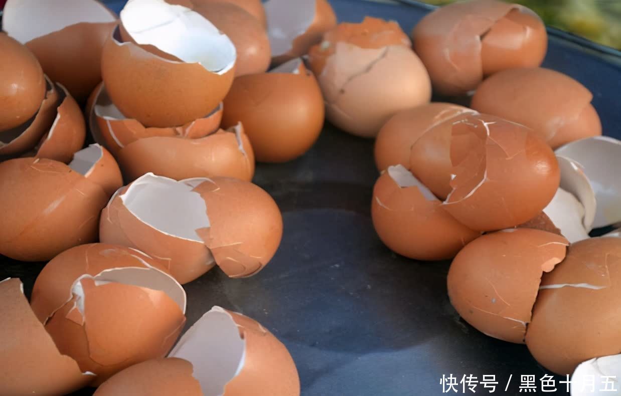 花肥|蛋壳的营养、制肥方法、养花的好处，大家知道多少？