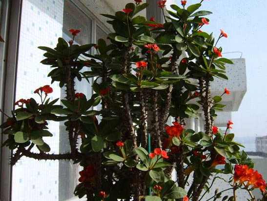 观赏性|万万不要养绿萝吊兰了，越来越多人在家养这种绿植，四季开花不断