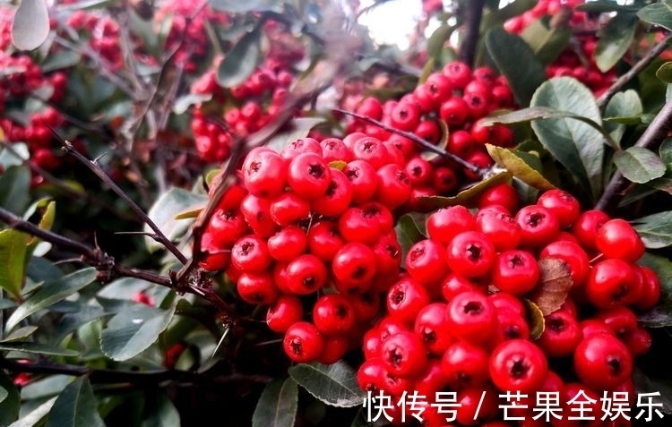 武老@江城子 思念(外三首)