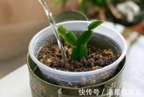 叶片|蟹爪兰来点“甜水”，不烂根不黄叶，枝枝开花红满盆！