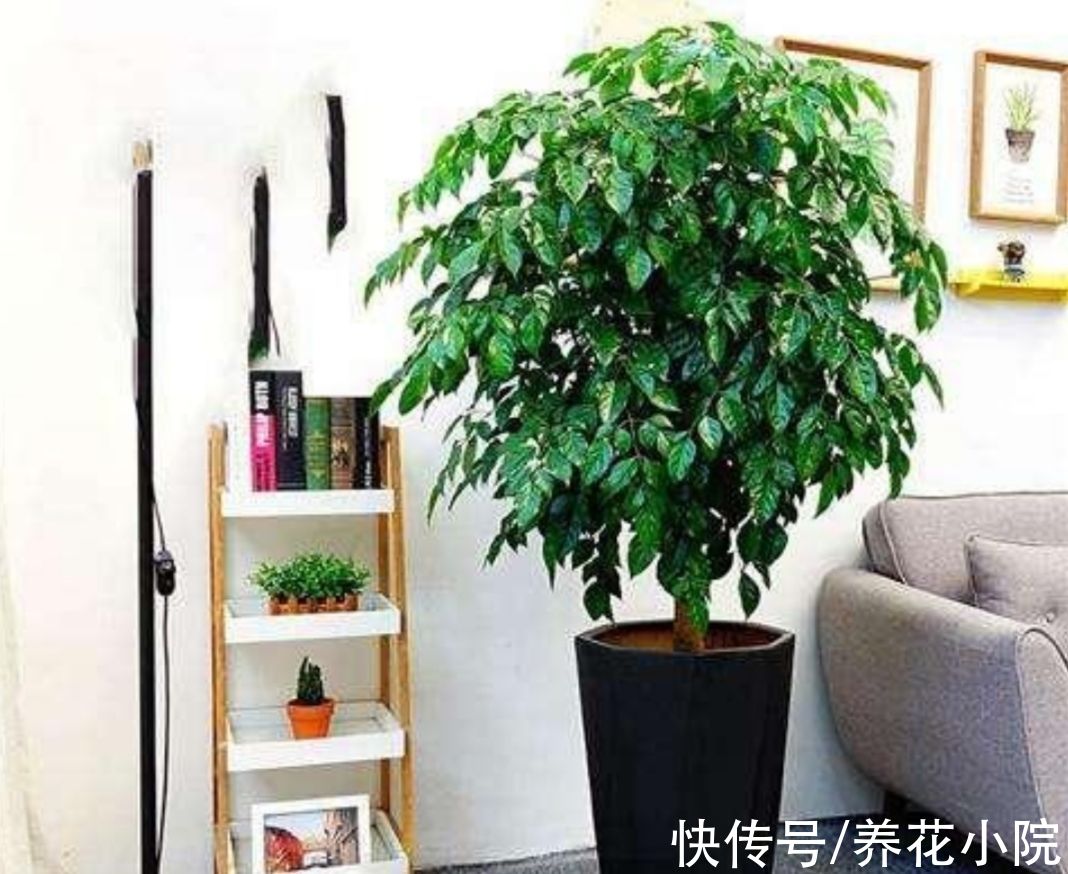 旺财|5种“旺财植物”，养在家里漂亮美观，寓意又好