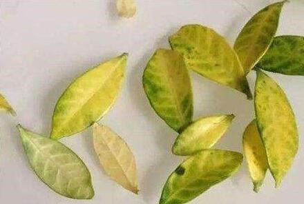 室内养花,有3个“禁忌”,难怪黄叶不开花,现在改了还不晚