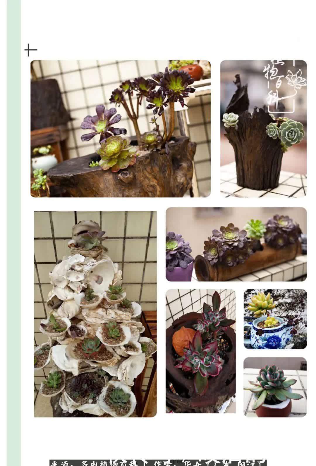 广东的冬天是多肉的春天,时间是最好的魔法师!