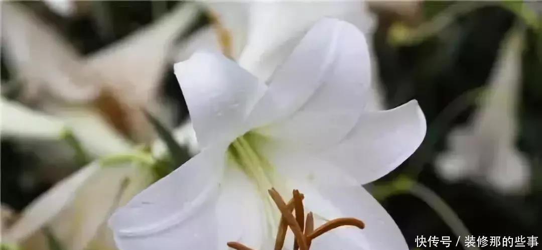 百合花花期需要注意什么 百合花花期需要注意什么