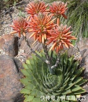 6种花，随便养一盆，空气清新“病菌”少！我就养6盆，对家人好！