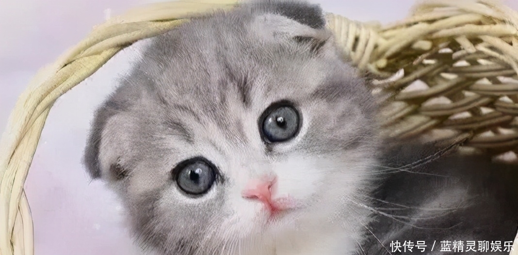 李时珍|猫肉为何不上中国餐桌?其实李时珍早就告诉我们答案,古人已试过