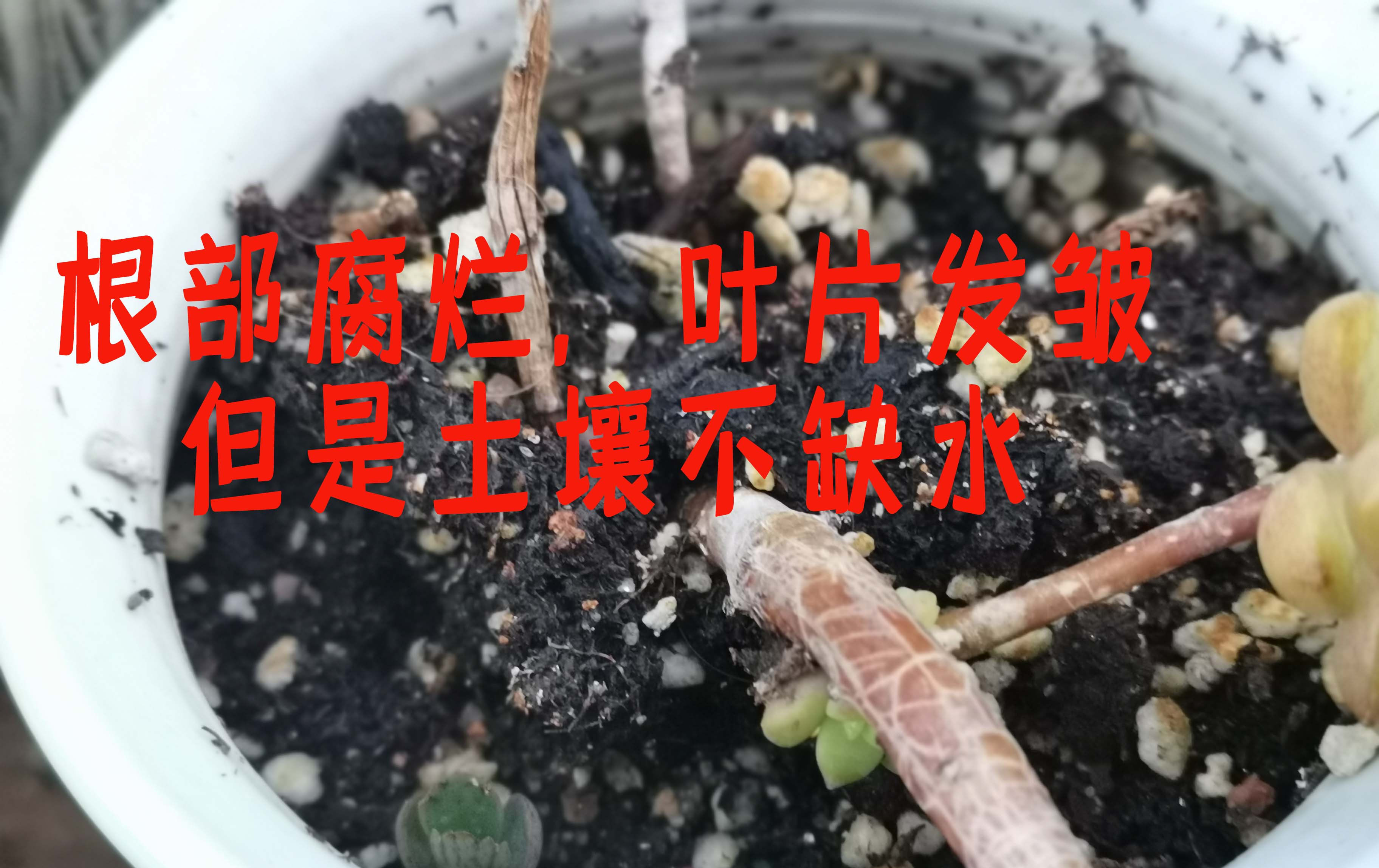 给多肉植物浇水那么简单,你为什么总是做不好