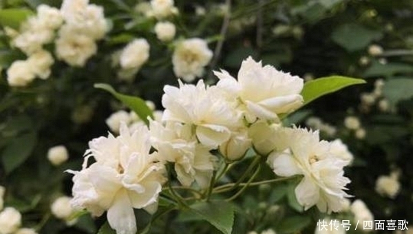 这2种花春天容易爆盆,开花美是颜值担当,最后却是没想到