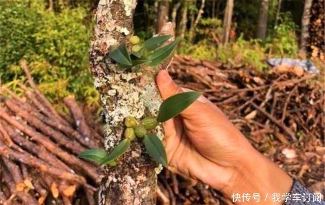 寄生|遇到这种寄生“果上叶”,可别再砍掉了,加青苔做盆景,比石斛美!
