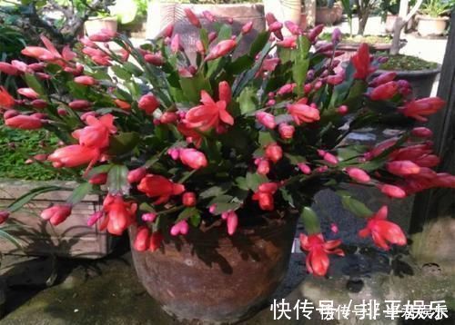 花盆|养这三种花,盆越小,开的花越多,放大盆还容易死