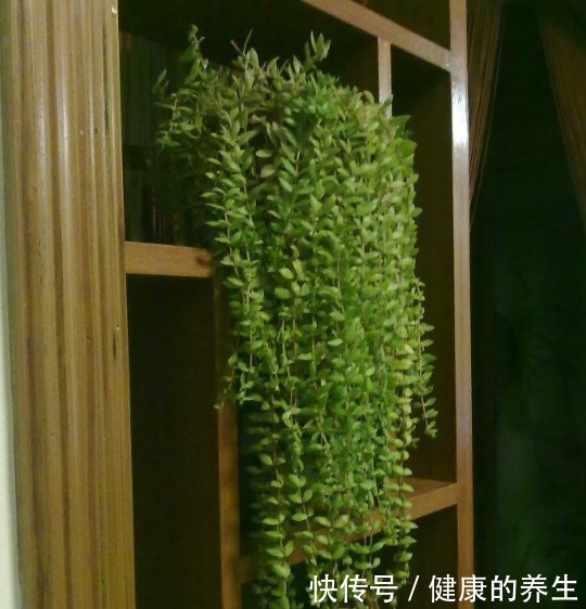 河边一“野草”,栽进花盆中,2个月爆盆,长大就成“心肝宝贝”!