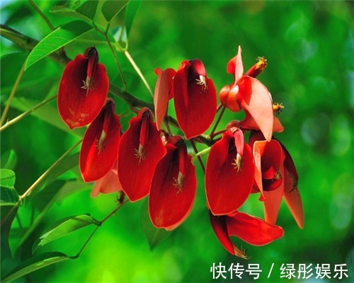 色彩斑斓的刺桐怎么养教你3个养护刺桐的小妙招,花开艳丽美观