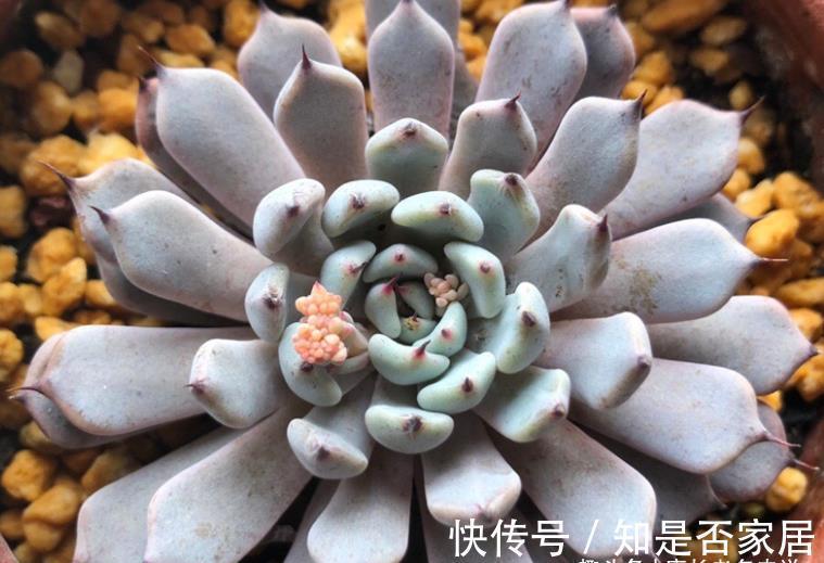石莲属|可以很可爱，也可以很酷的爪系多肉——黑爪，你有没有养过？