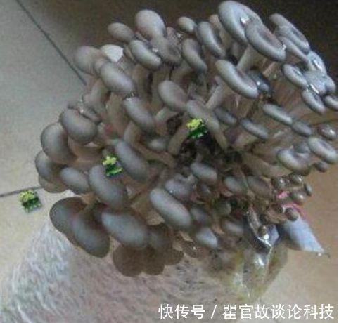 盆景|“1种蔬菜”种阳台,吃完一茬又一茬,养成盆景比花漂亮10倍